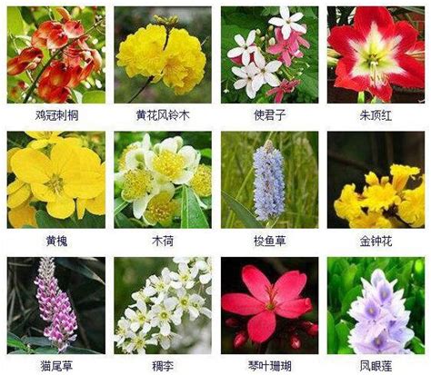 花名 意思|有什么非常惊艳的花名？